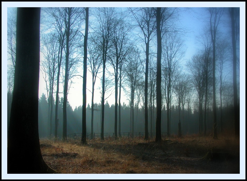 Auf dem Weg zum Vorkastell, Hochwald