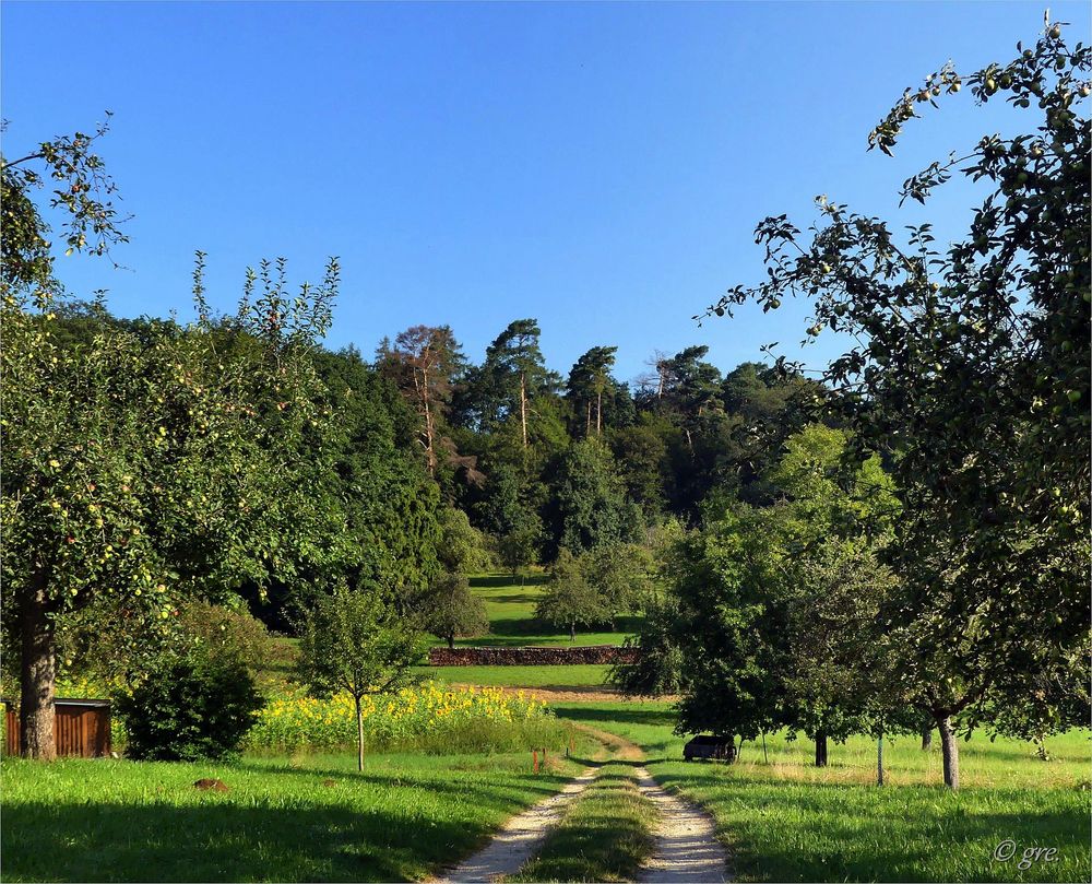 Auf dem Weg zum Wald.....