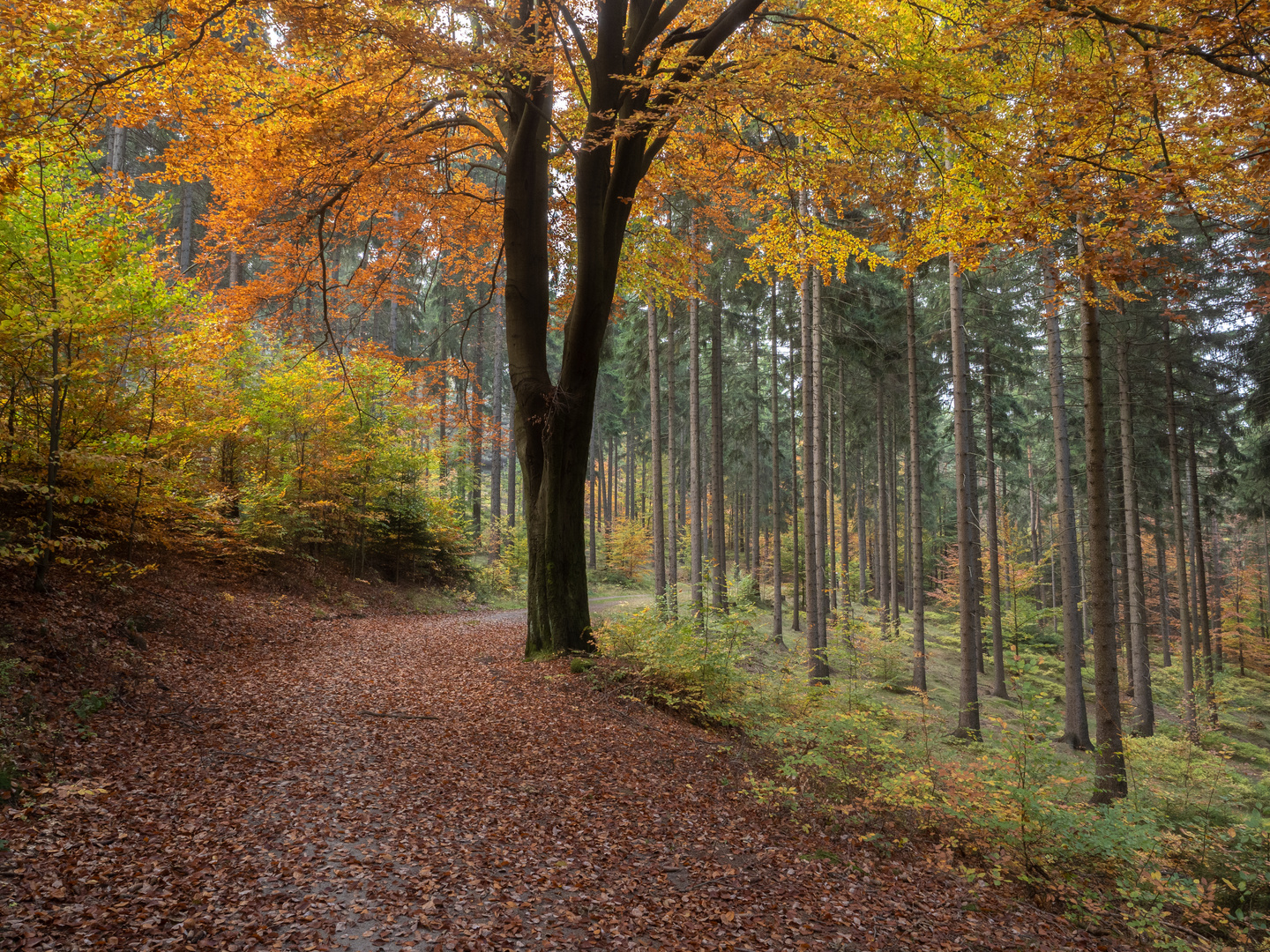 Auf dem Weg zum Waldtorwächter