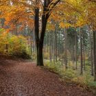 Auf dem Weg zum Waldtorwächter