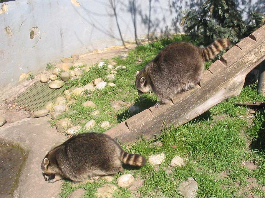 Auf dem Weg zum Wasserloch...