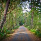 auf dem Weg zum Weststrand