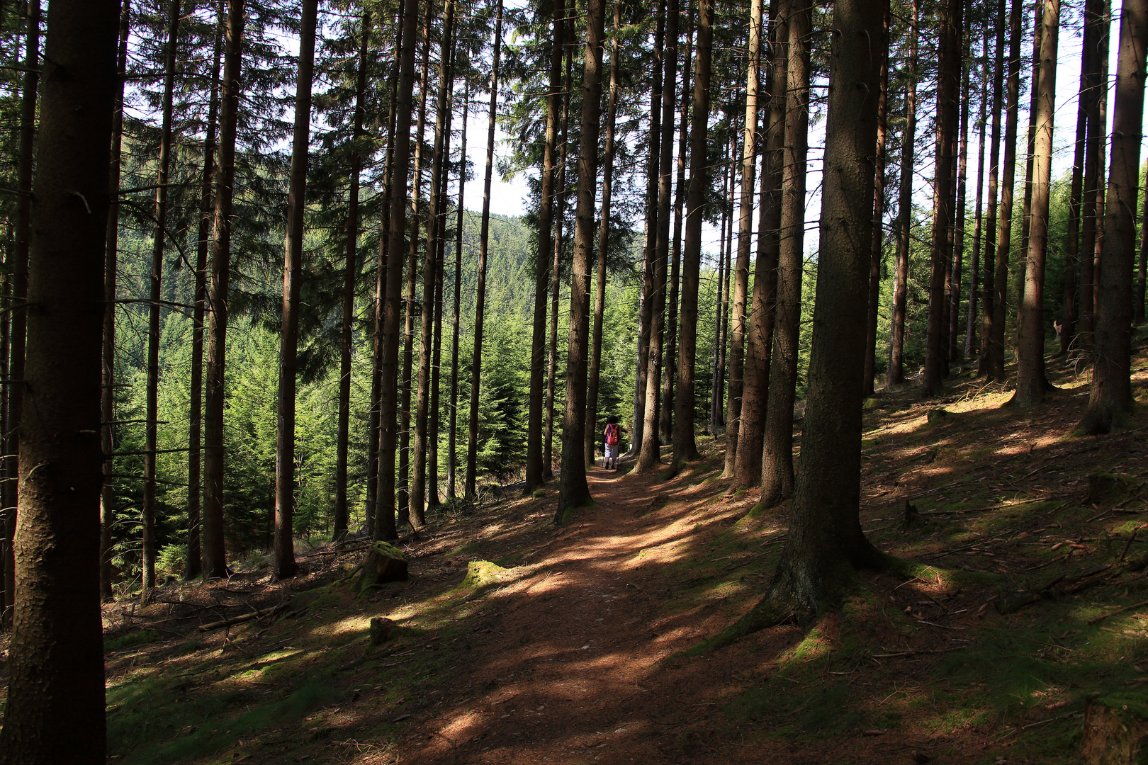 auf dem Weg zum Wisentgehege im Sauerland