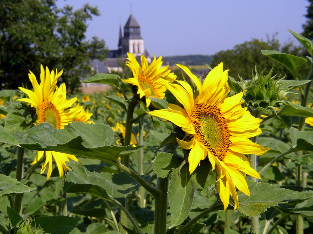 auf dem Weg zur Abtei Fontevraud, die im Hintergrund zu sehen ist