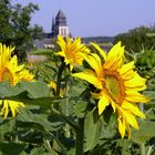 auf dem Weg zur Abtei Fontevraud, die im Hintergrund zu sehen ist