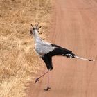 Auf dem Weg zur Arbeit, der Sekretär