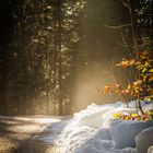 Auf dem Weg zur Bäcker-Alm Inzell