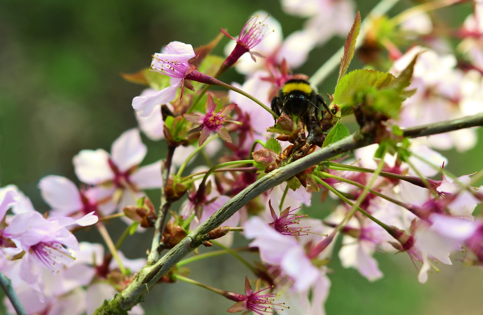 Auf dem Weg zur Blüte