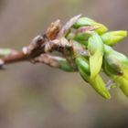 auf dem Weg zur Blüte