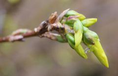 auf dem Weg zur Blüte