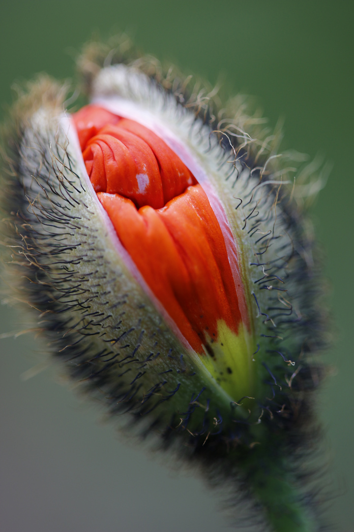 Auf dem Weg zur Blüte