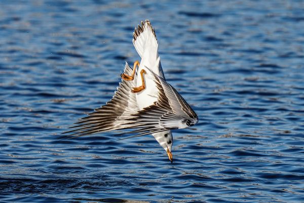 auf dem Weg zur fetten Beute...