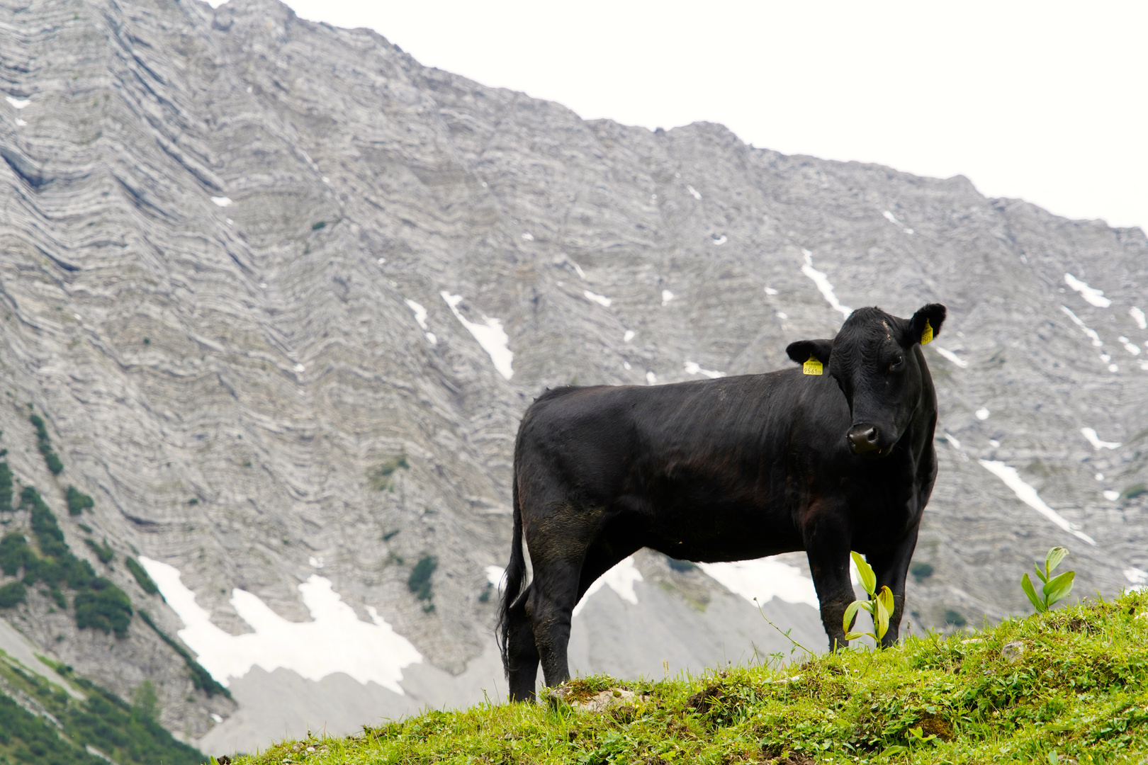 auf dem Weg zur Gartneralm