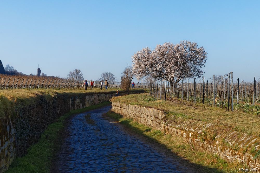 Auf dem Weg zur Jesuitenmandel