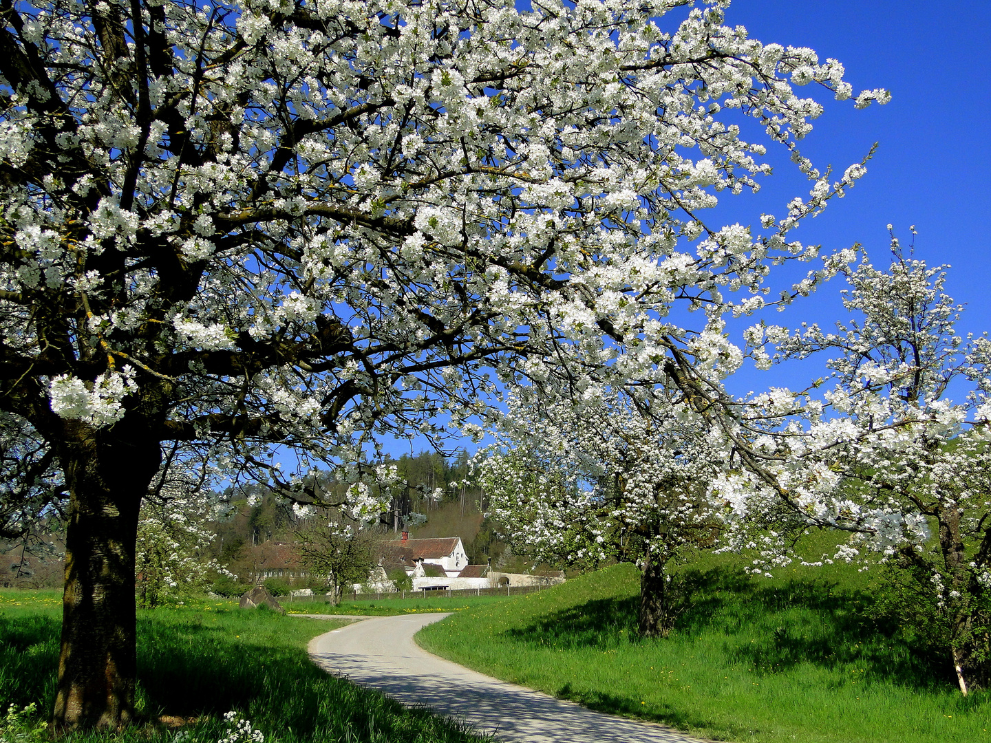 Auf dem Weg zur Kartause Ittingen im blühenden und lieblichen Kanton Thurgau.............