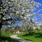 Auf dem Weg zur Kartause Ittingen im blühenden und lieblichen Kanton Thurgau.............