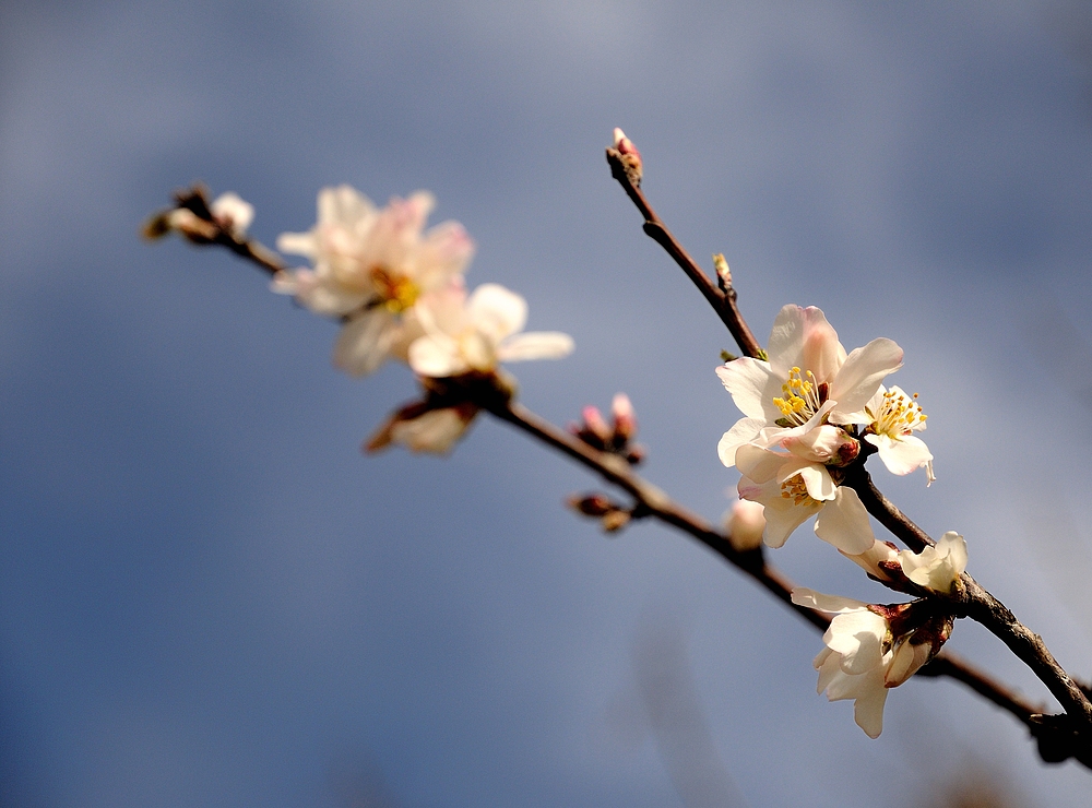 Auf dem Weg zur Madenburg, sieht man schon die ersten Blüten an den Mandelbäumen.