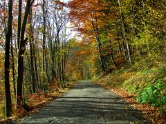 Auf dem Weg zur Monbachtal-Schlucht