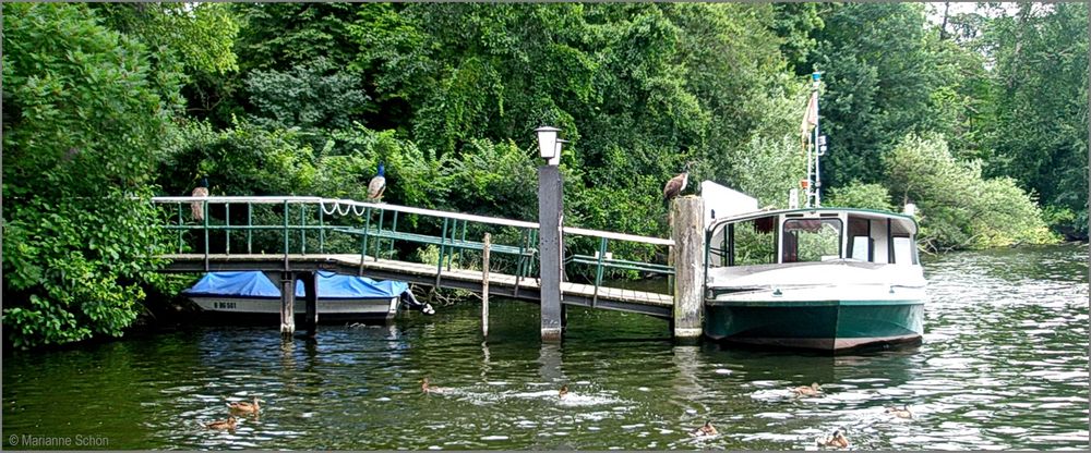 Auf dem Weg zur Pfaueninsel in Berlin...