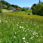 .....auf dem Weg zur Pfeiffer Alm -2