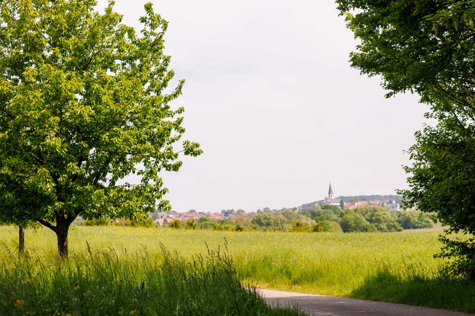 Auf dem Weg zur Reblaus