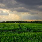 Auf dem Weg zur Ried