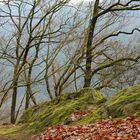 Auf dem Weg zur Ruine Haichenbach