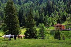 Auf dem Weg zur Steinbergalm (5)