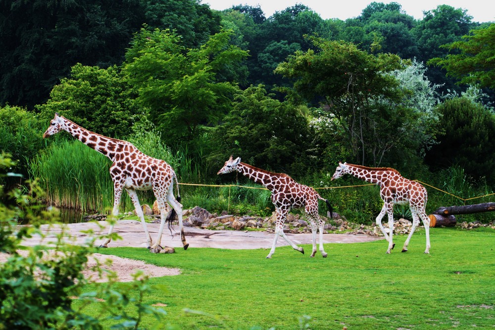 Auf dem Weg zur Tierversammlung