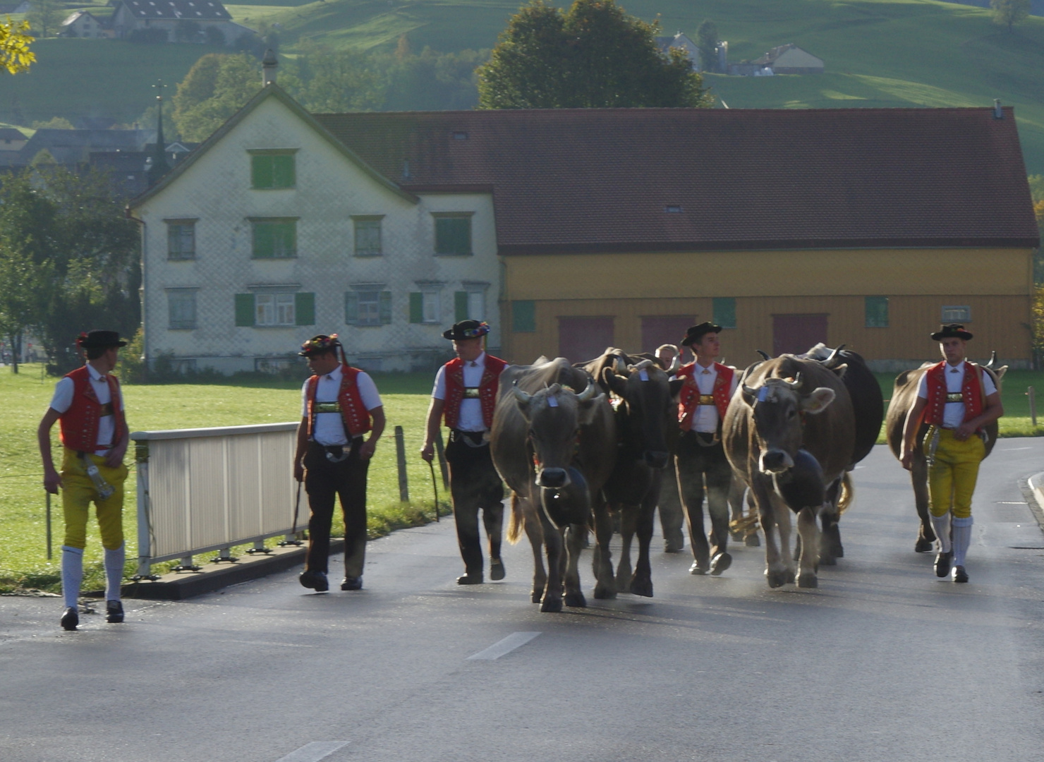 auf dem Weg zur Viehschau in Appenzell