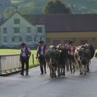 auf dem Weg zur Viehschau in Appenzell