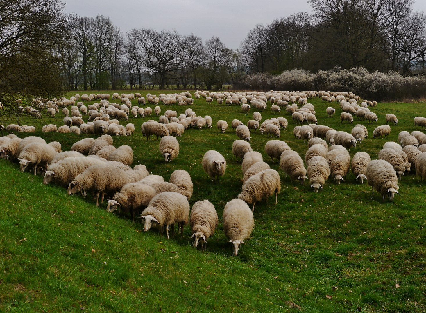 ... auf dem Weg zur Wahner Heide