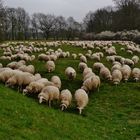 ... auf dem Weg zur Wahner Heide