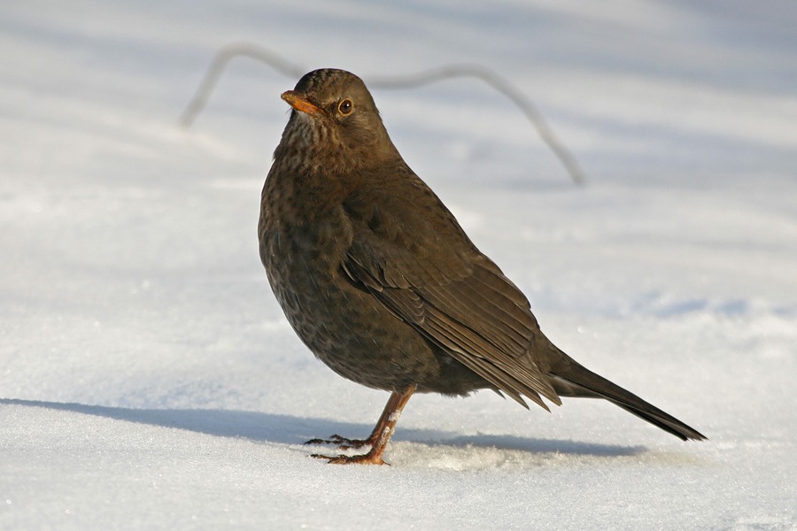 ...auf dem Weg zur Winterfütterung das Tarnzelt beäugend !