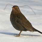 ...auf dem Weg zur Winterfütterung das Tarnzelt beäugend !