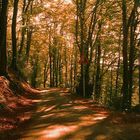 Auf dem Wege im Herbst in Solingen