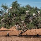 Auf dem Wege nach Essaouira ...