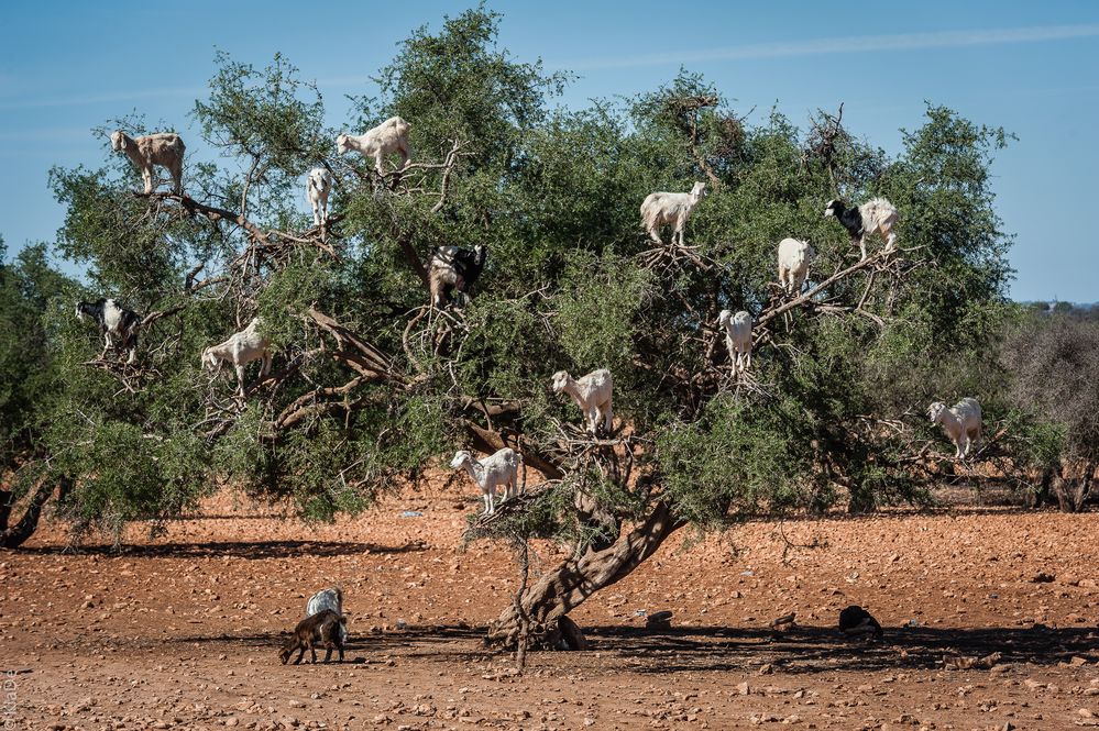 Auf dem Wege nach Essaouira ...