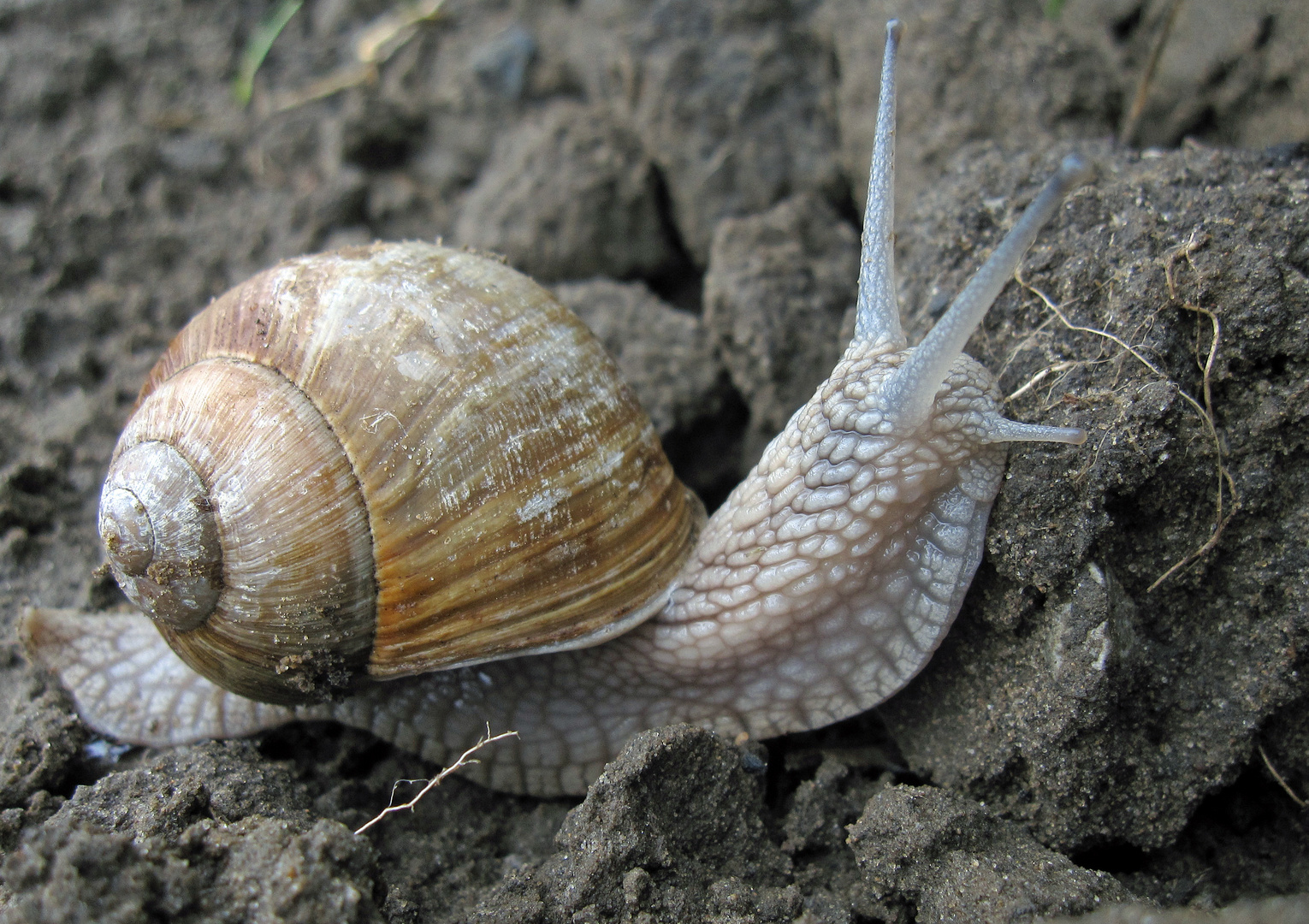 - auf dem Wege zum Weinberg -