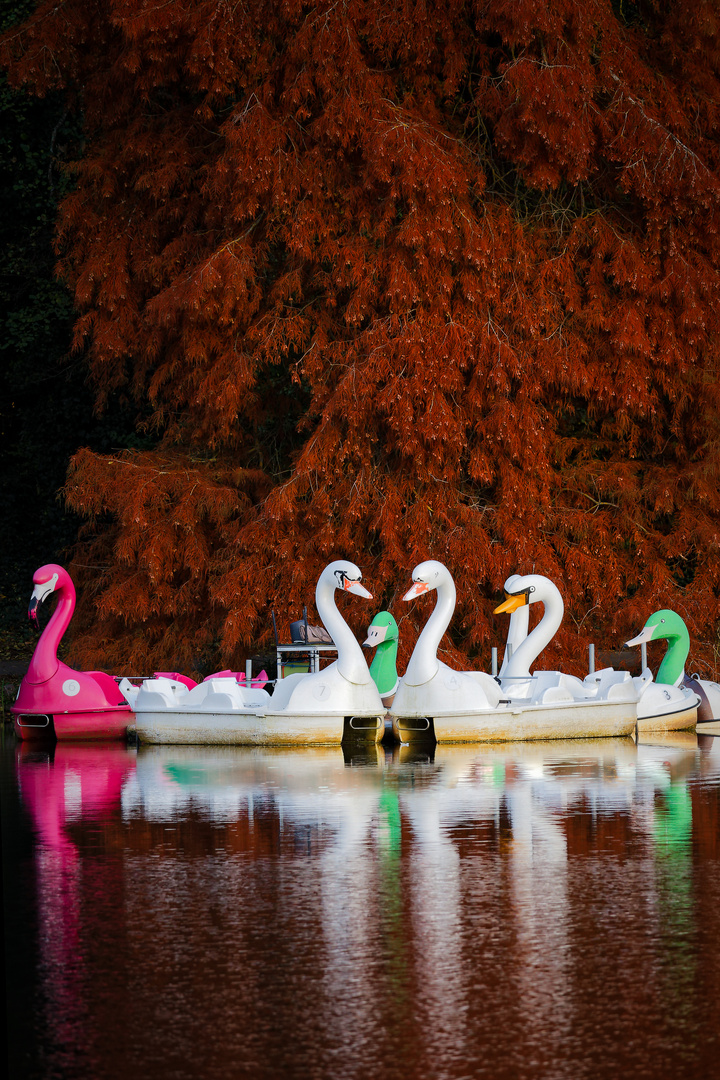 Auf dem Weiher ...