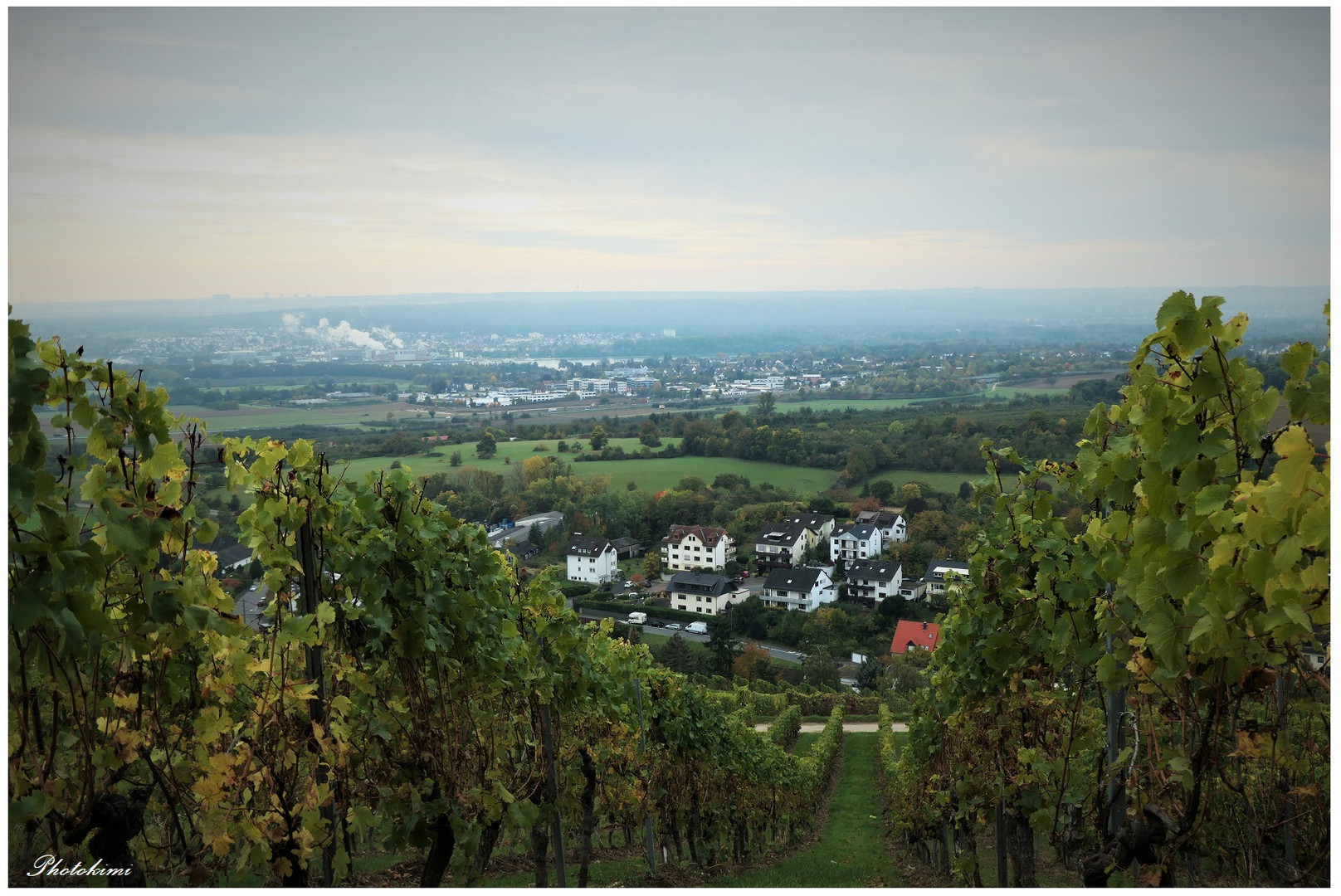 Auf dem Weinberg