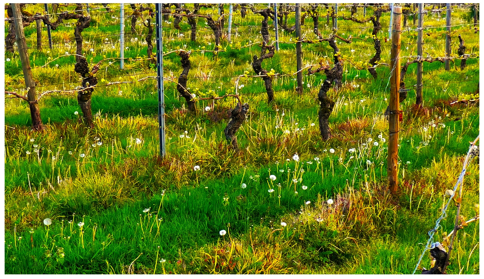 Auf dem Weinberg