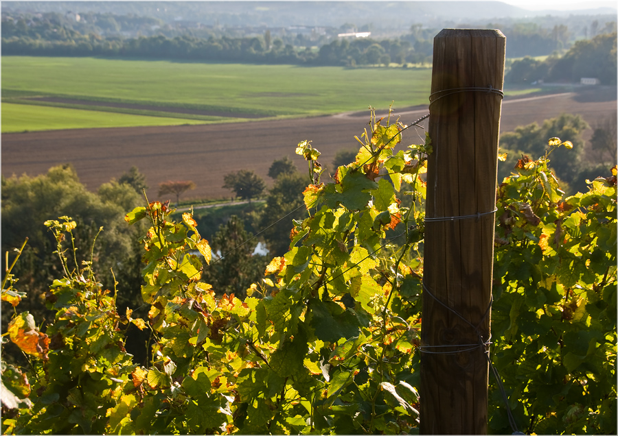 Auf dem Weinberg