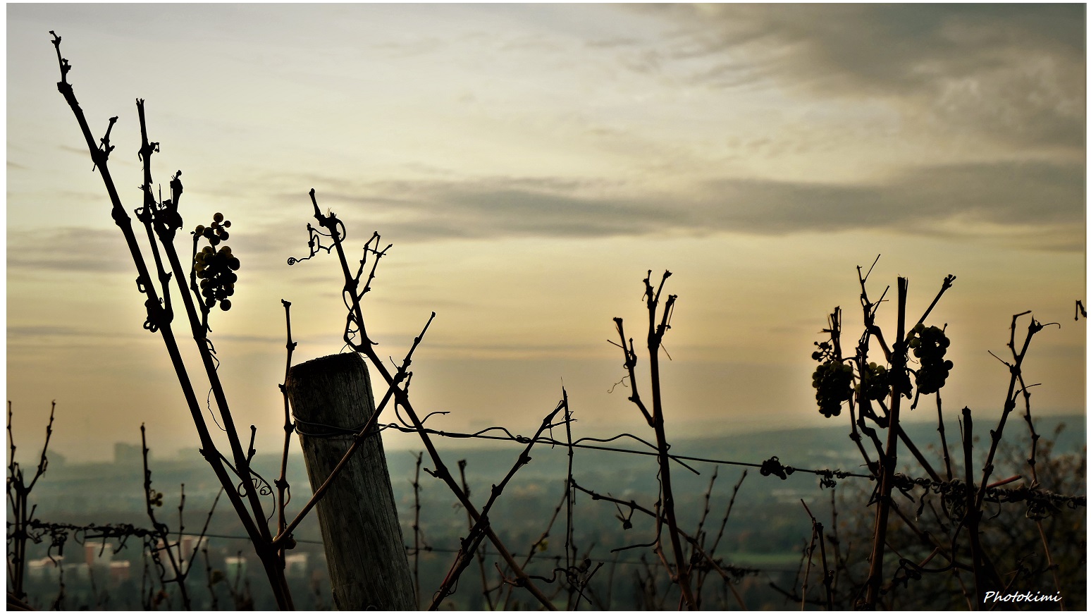 Auf dem Weinberg