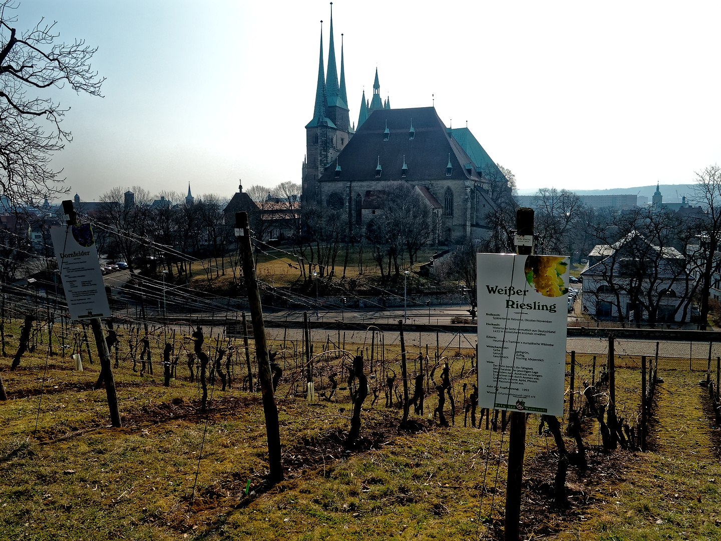 ... auf dem Weinberg des Herrn ...