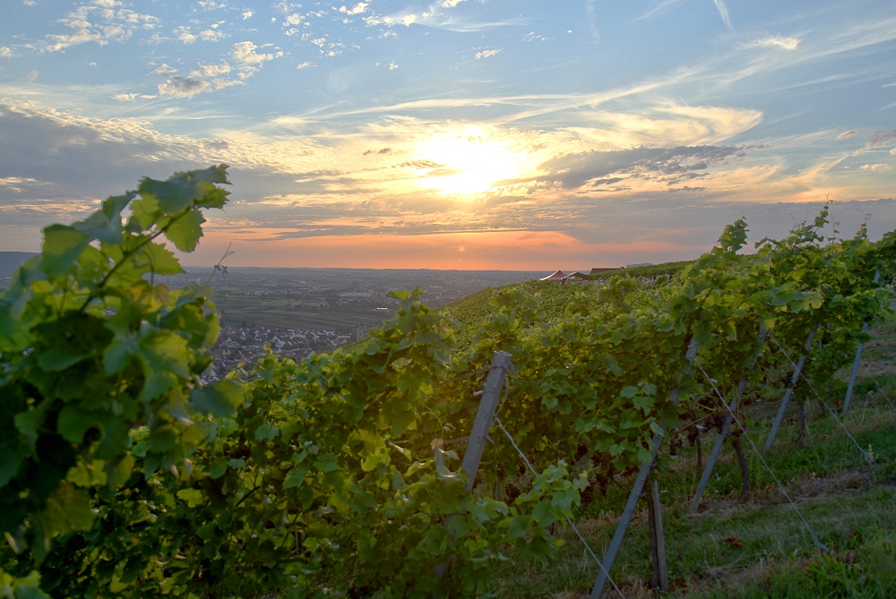 Auf dem Weinberg - Teil 1