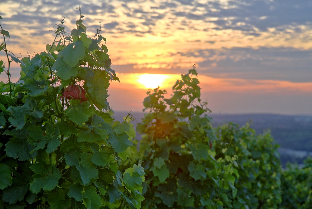 Auf dem Weinberg - Teil 2