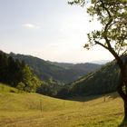 Auf dem Westweg - am Harkhof. Mai 2010