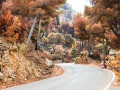 Auf dem Wg nach Palma an der Westküste - nach dem Brand