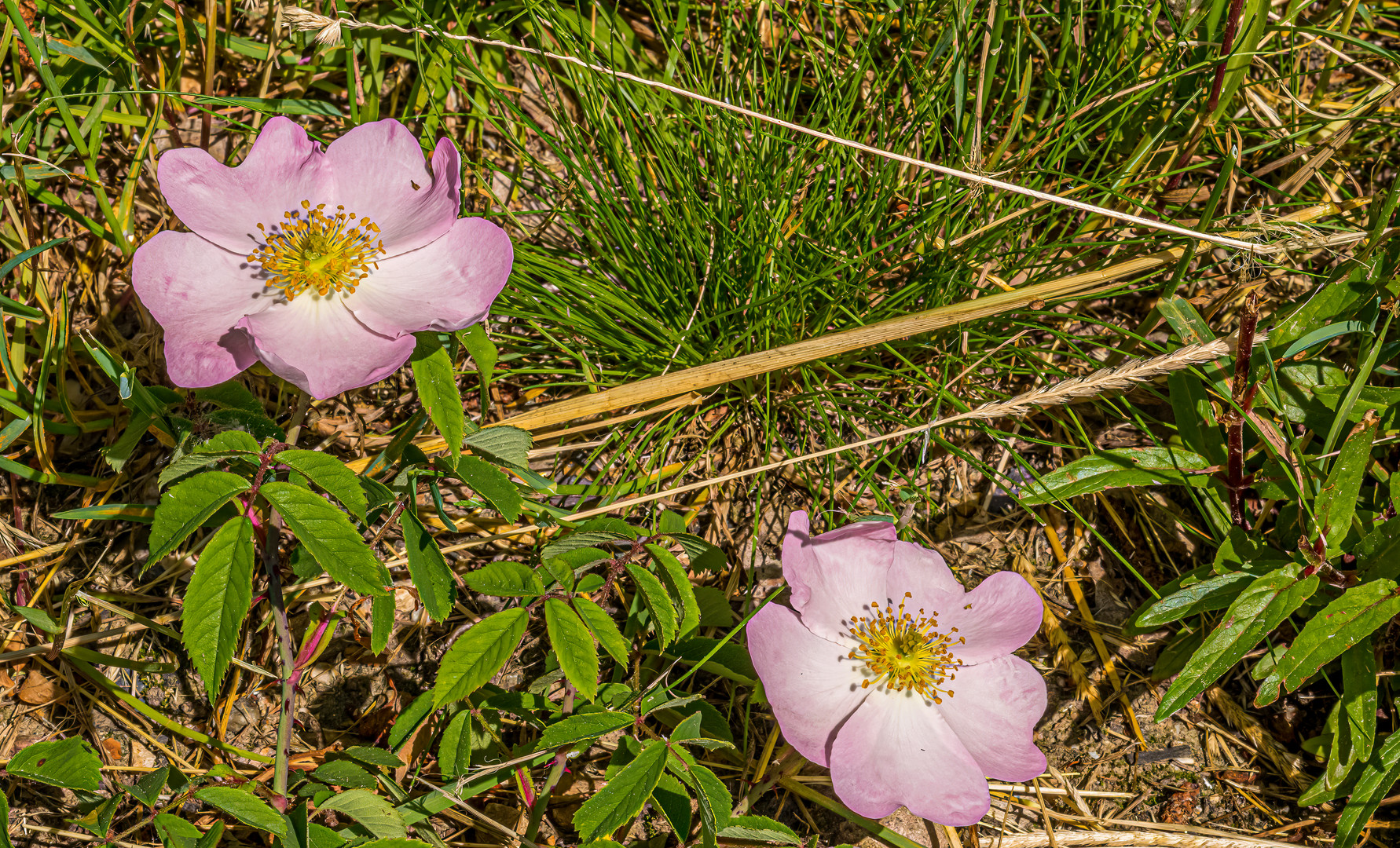 Auf dem Wiesenboden